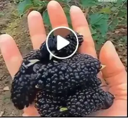 Blackberry Partridge Video