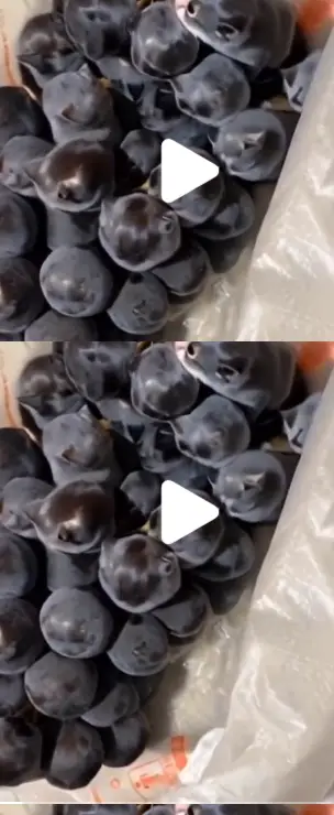 Grape Kittens